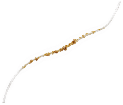 Cotton Bud